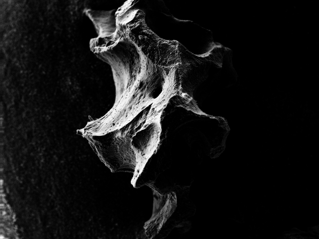 13_cat1 3rd_Bone from Space_file2