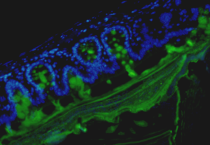 composite_fr_dapi_muc2_cropped
