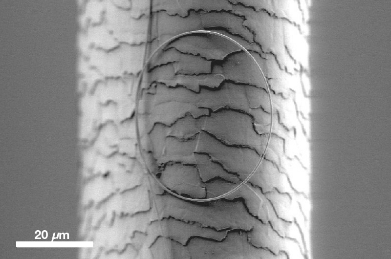 nanowire_resting_on_a_hair