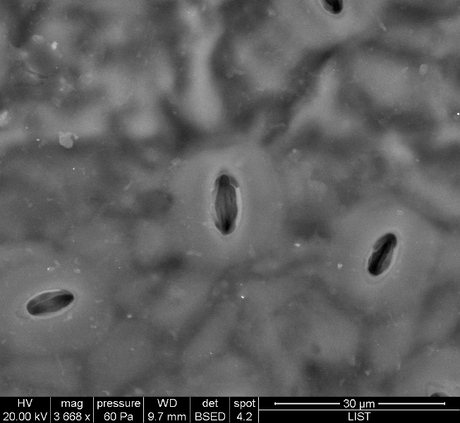 IVY STOMATA