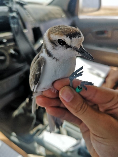 Adult Kentish plover male