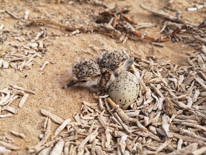 Freshly hatched Kentish plover chick on a nest