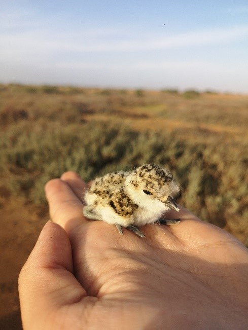 Kentish plover chick2