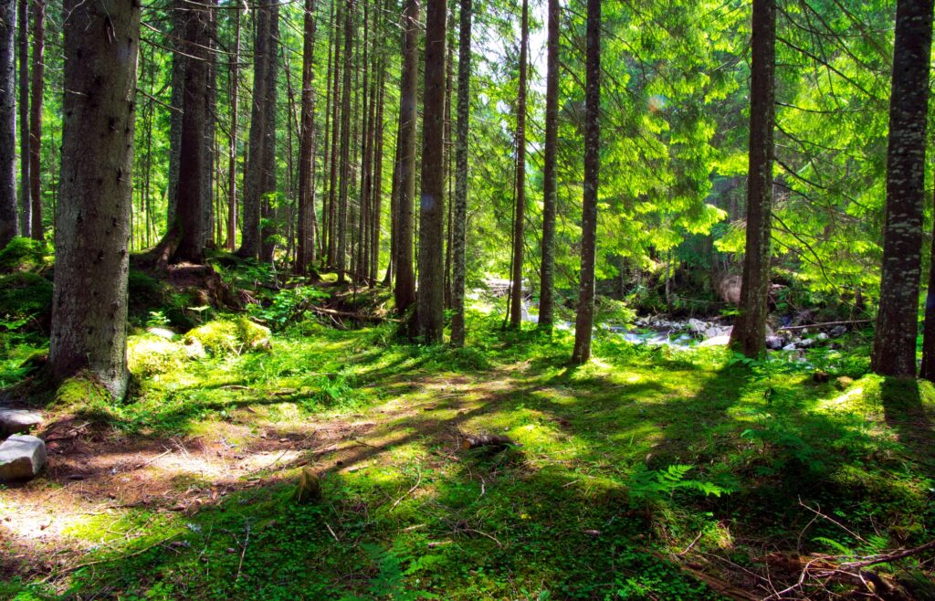 Industry and research join forces on many fronts, including the sustainable use of natural resources. Postdoc Claudio Petucco works on developing a decision support system for enhancing and assessing the provision of forest ecosystem services. The goal: improving the sustainable use of natural resources in Luxembourg.