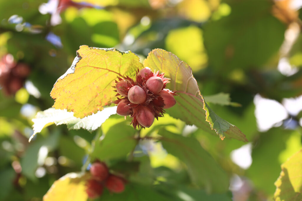 Can we predict the likelihood of a hazelnut tree becoming sick? Or what quality defects, and in what percentage, will be present in the final harvest? Science could soon make this possible, thanks to a hazelnut quality forecasting system based on a combination of machine learning and simulation models.