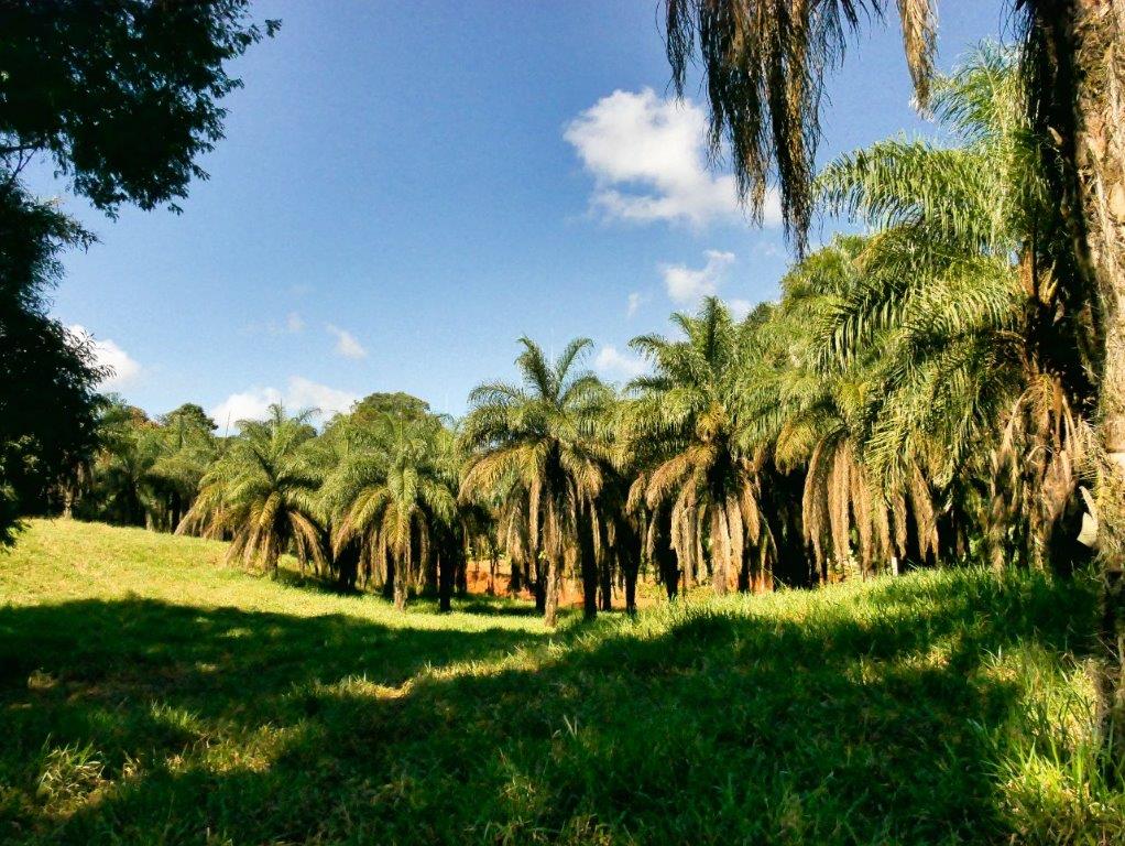 Vegetable oil – mainly palm oil - is heavily relied upon in the production of food, cosmetics, and biofuel. The increase in droughts also affects the standard cultivation of palm oil – alternatives are needed. Agricultural scientists are investigating the potential of a new alternative drought-resistant source for the most widely-used kind of vegetable oil.