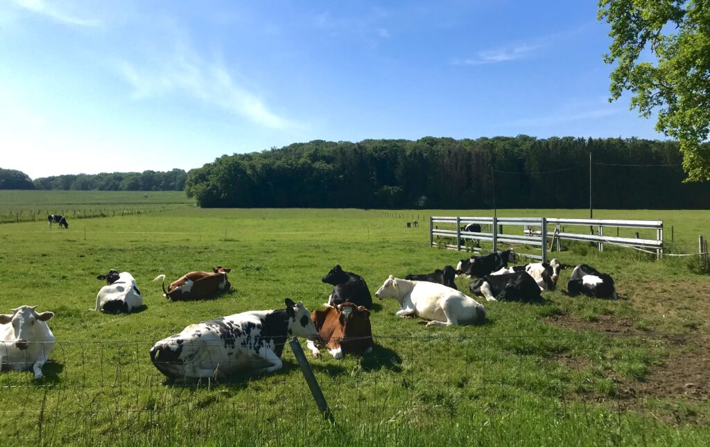 Deforestation and soil degradation is one of many consequences of climate change. Food production systems alone are responsible for around a quarter of annual emissions. Researchers in Luxembourg are working with local actors to create models to help assess the sustainability of Luxembourgish farms.