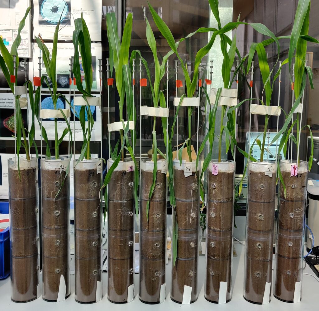 The hidden part of plants – the root systems – play a vital role both in plant survival, and in our ecosystem, as plants store carbon in the soil. Scientists are working to understand how roots are affected by changes in water availability, but how do researchers even approach the study of roots?