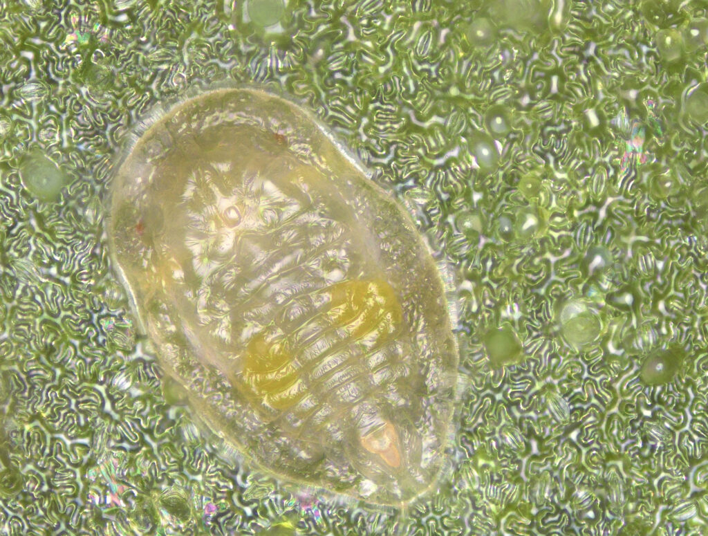 Whitefly